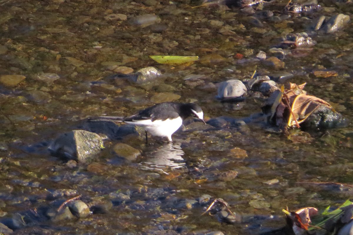 セグロセキレイ