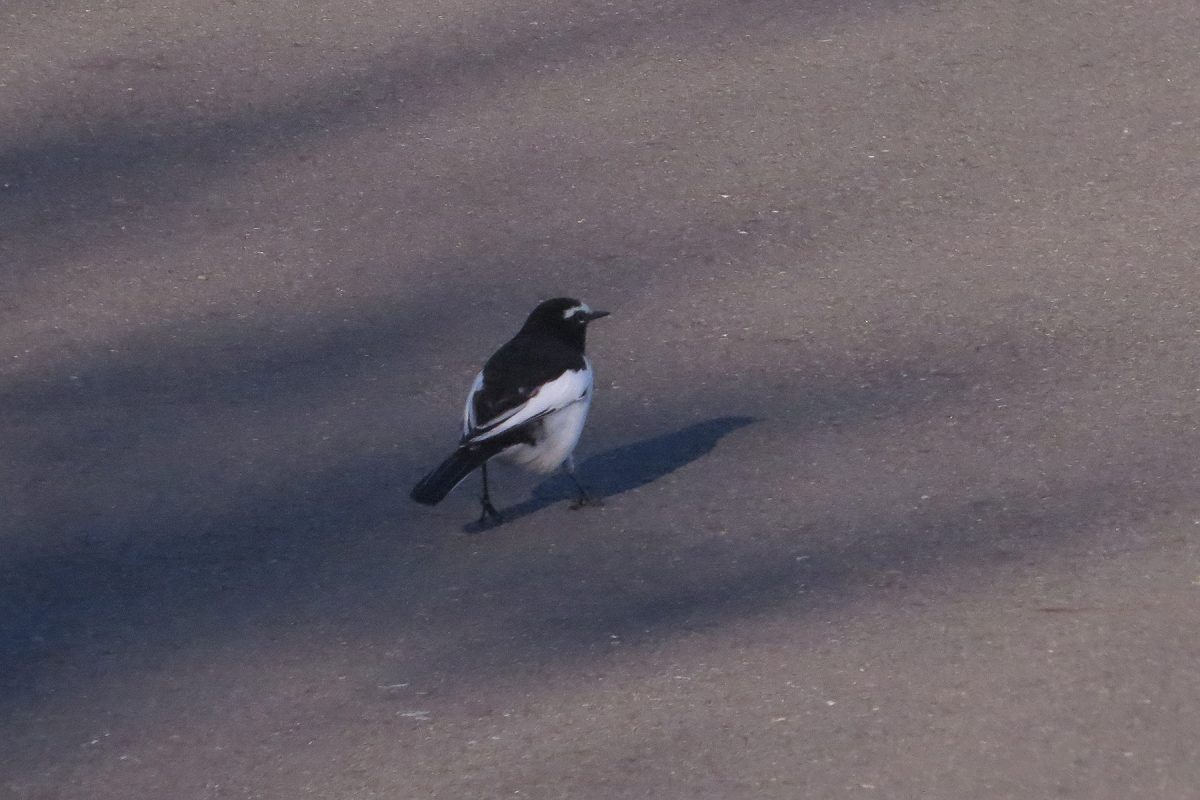 セグロセキレイ