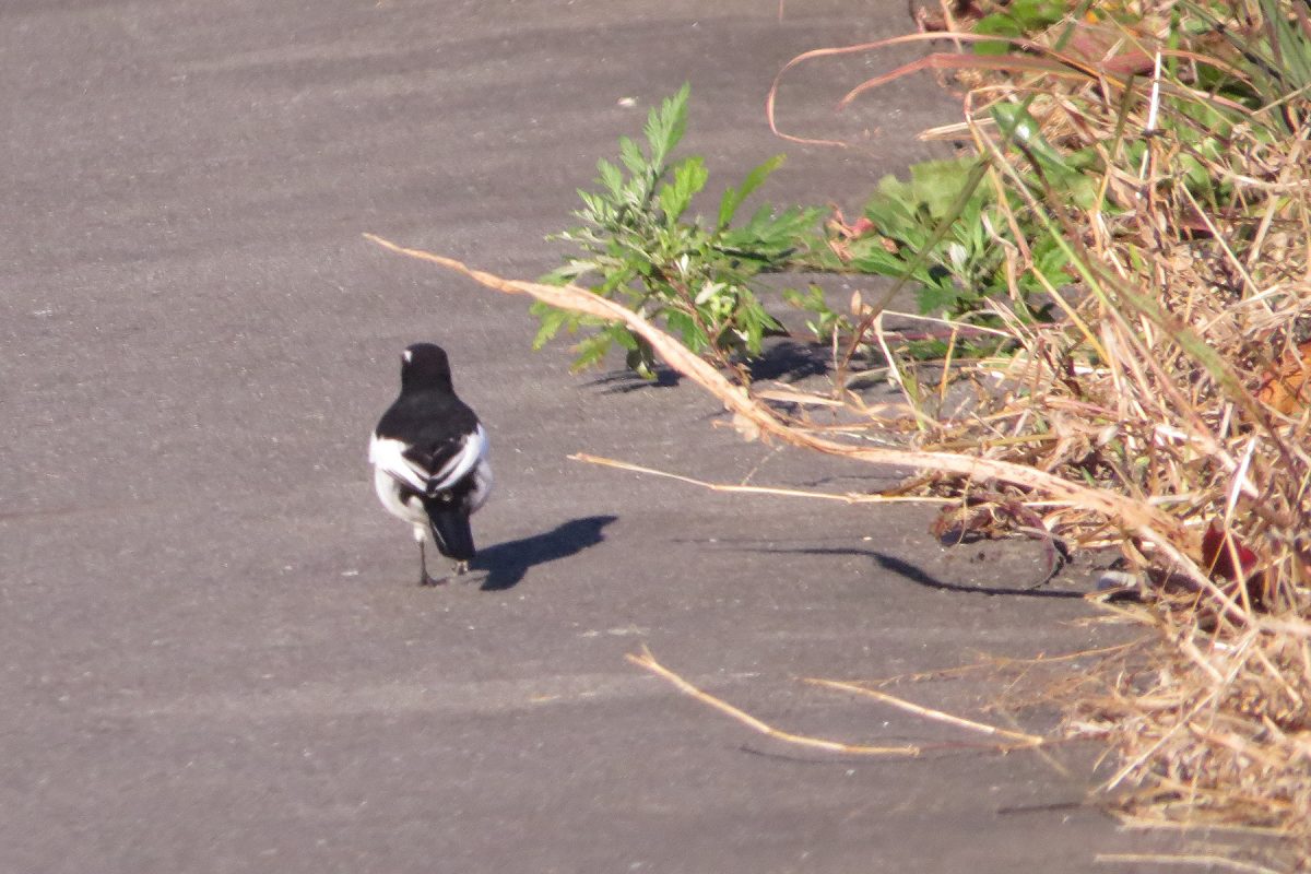セグロセキレイ