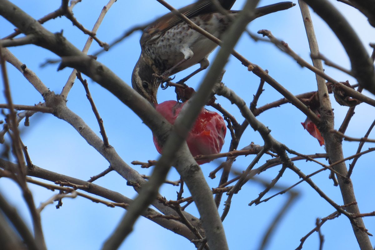 ツグミと柿