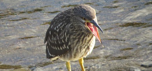 ホシゴイあくび？