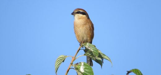 モズ青空