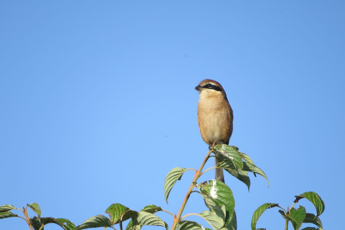 モズ青空