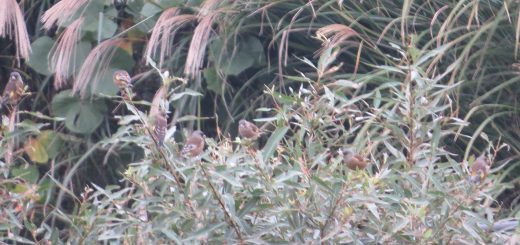 カワラヒワ小群