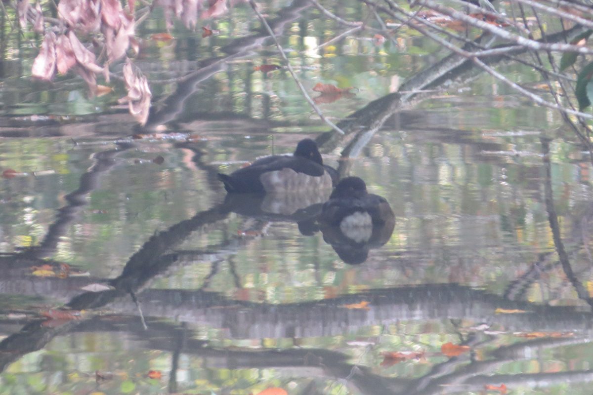 キンクロハジロ雌雄