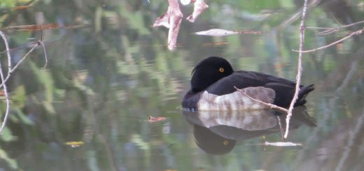 キンクロハジロ