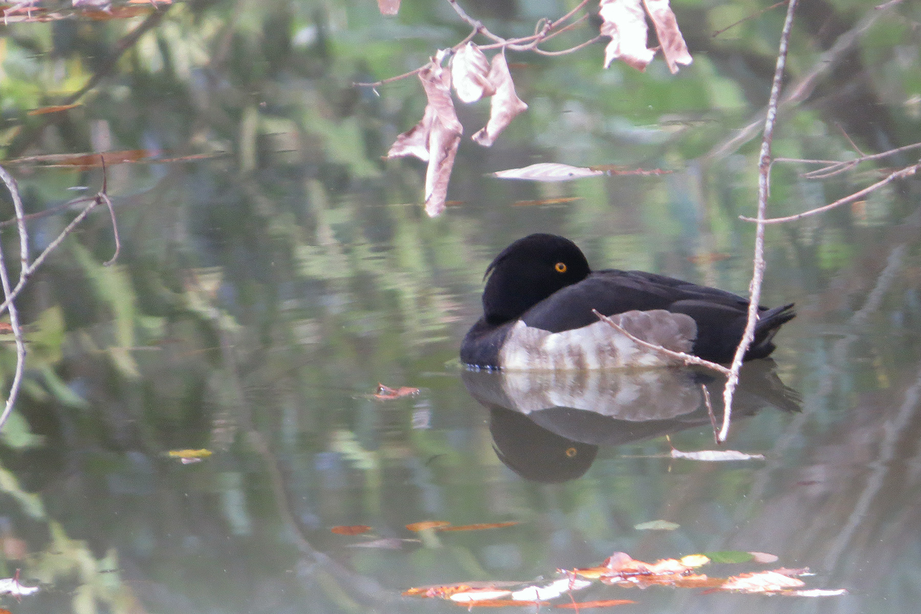 キンクロハジロ