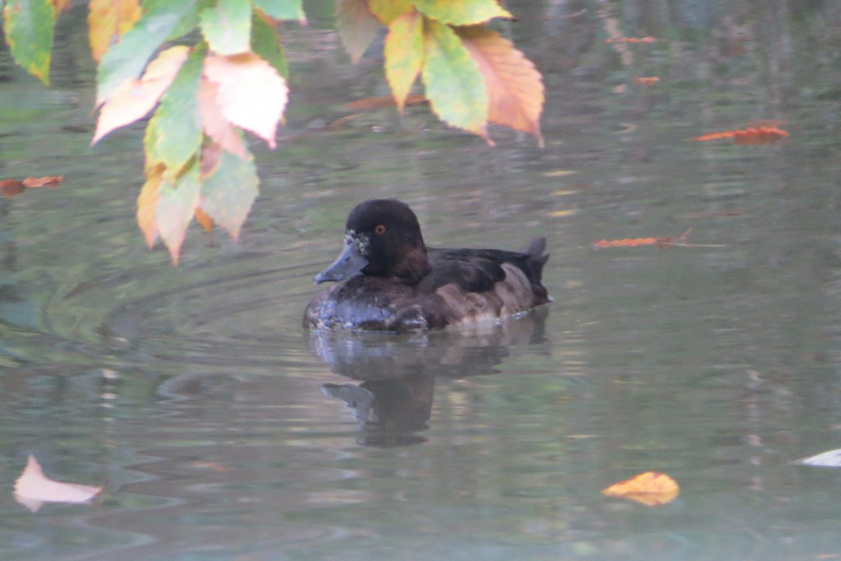 キンクロハジロ