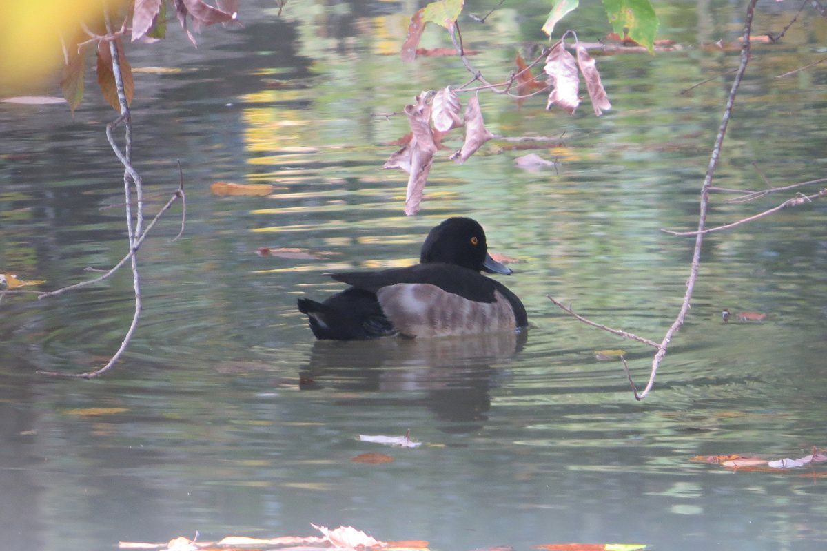 キンクロハジロ