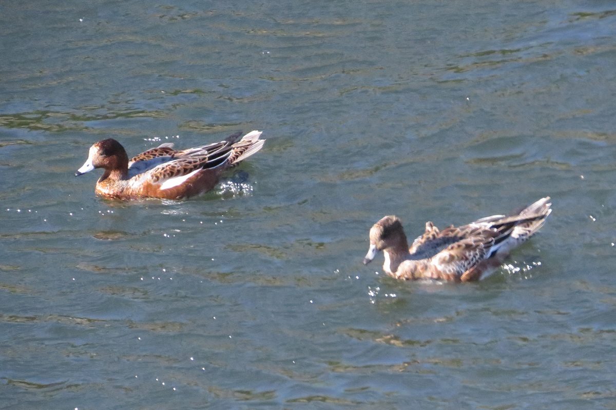 ヒドリガモ雌雄