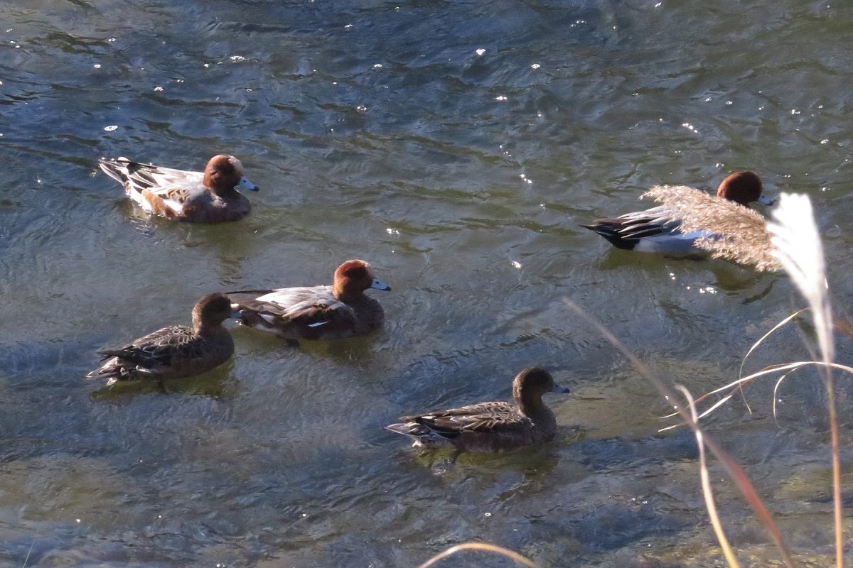 ヒドリガモたち