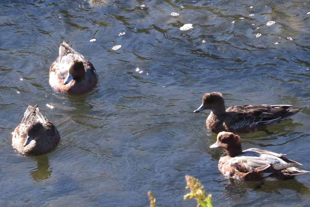 ヒドリガモたち