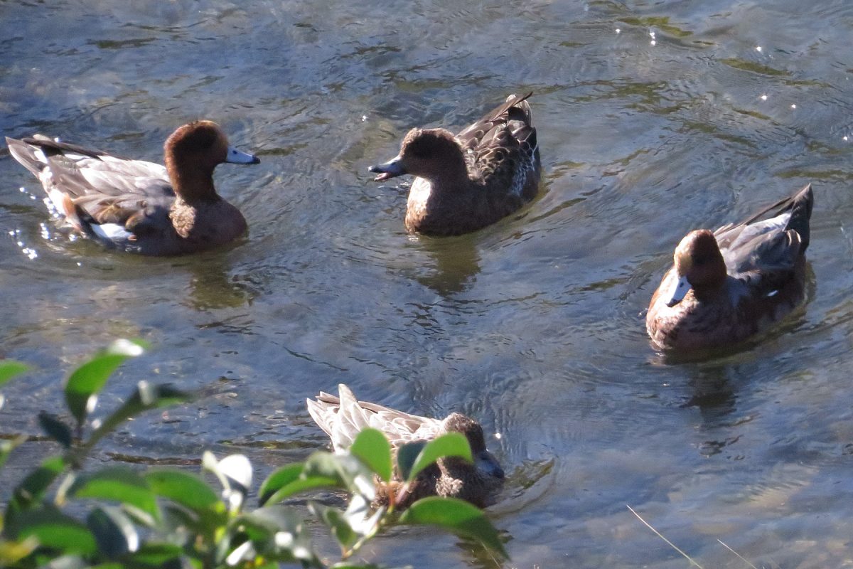 ヒドリガモたちおしゃべり？
