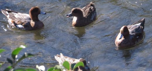 ヒドリガモたちおしゃべり？