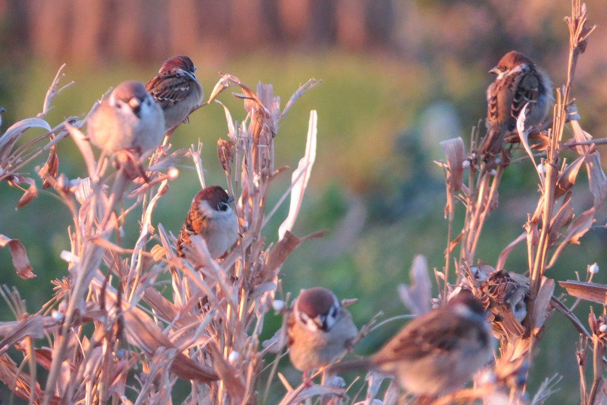 スズメたち