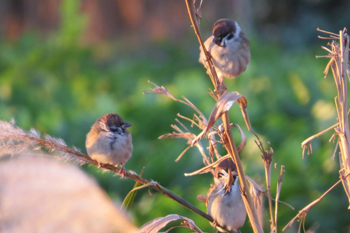 スズメたち