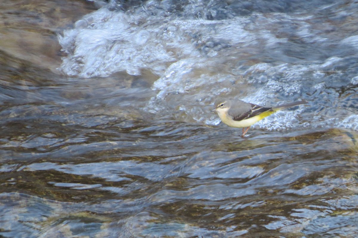 キセキレイメイン