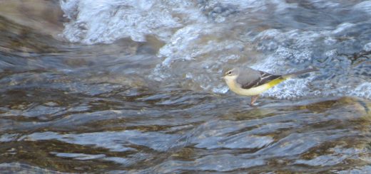 キセキレイメイン