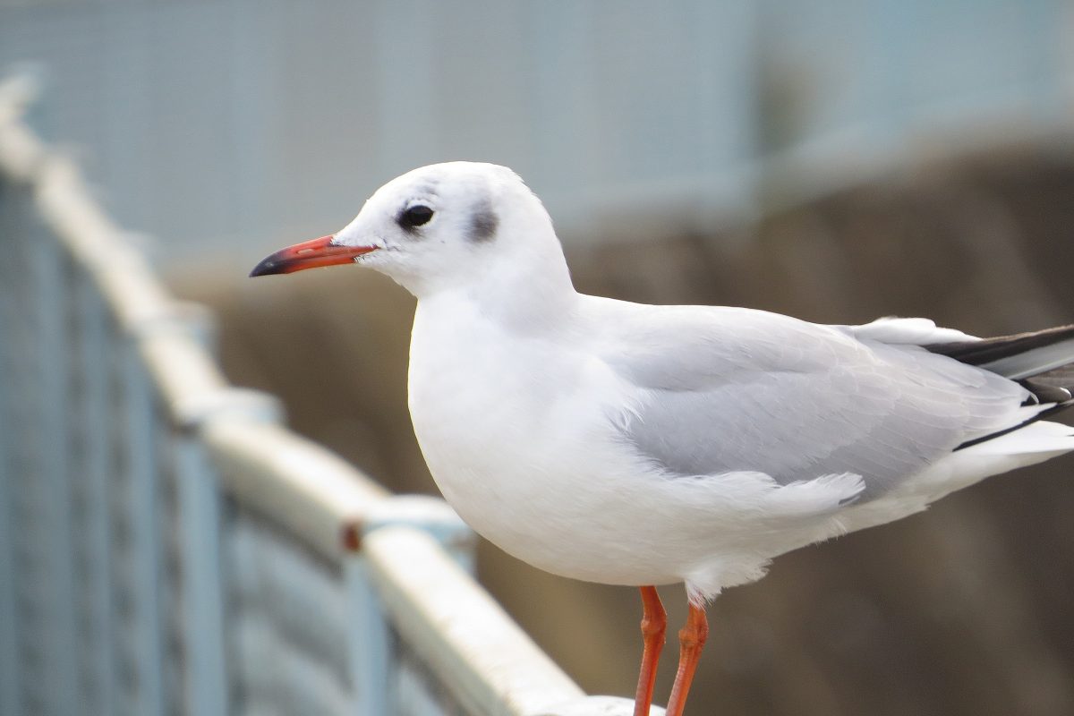 ユリカモメアップ