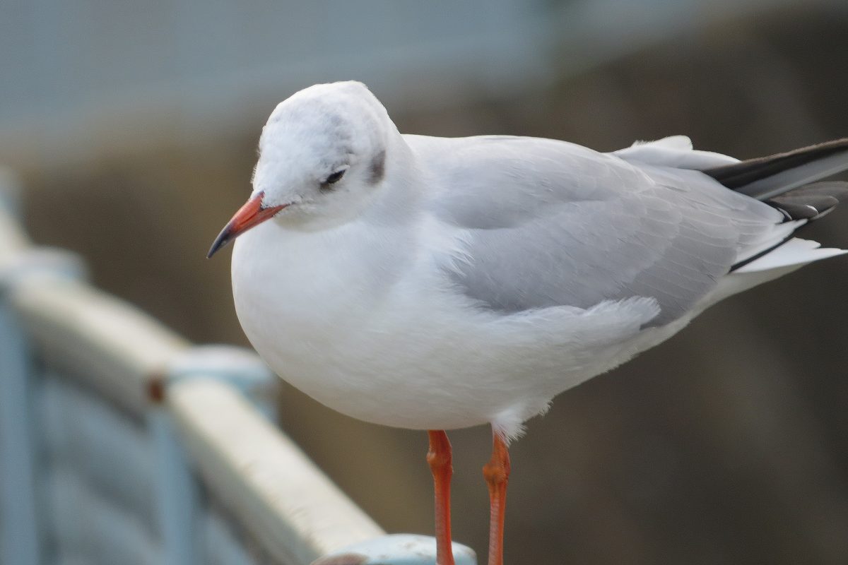 ユリカモメアップ