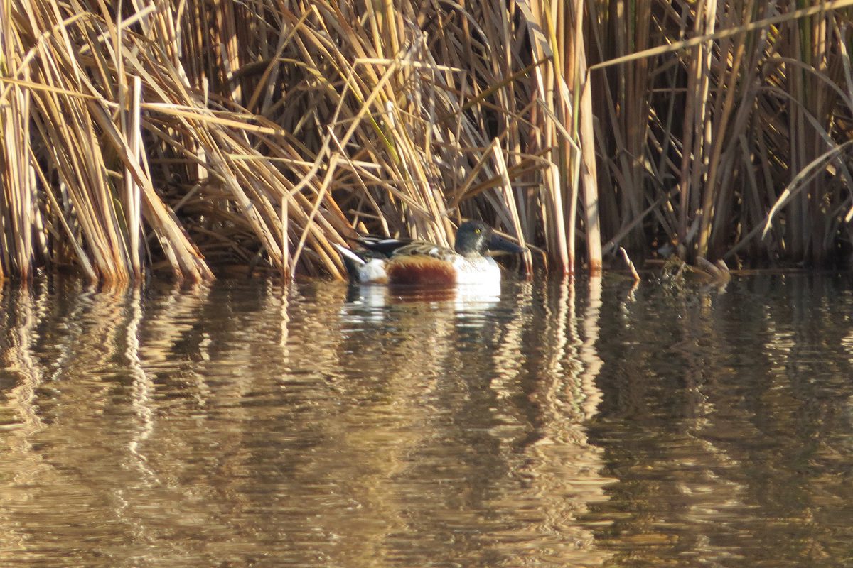 ハシビロガモ雄