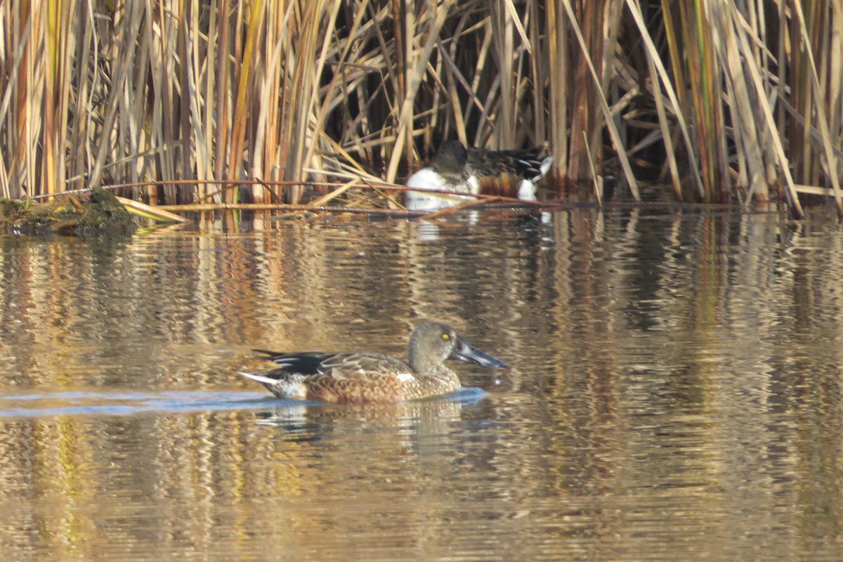 ハシビロガモ雄