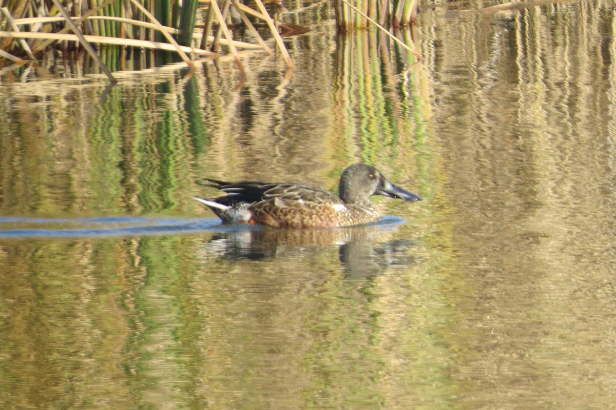ハシビロガモエクリプス？