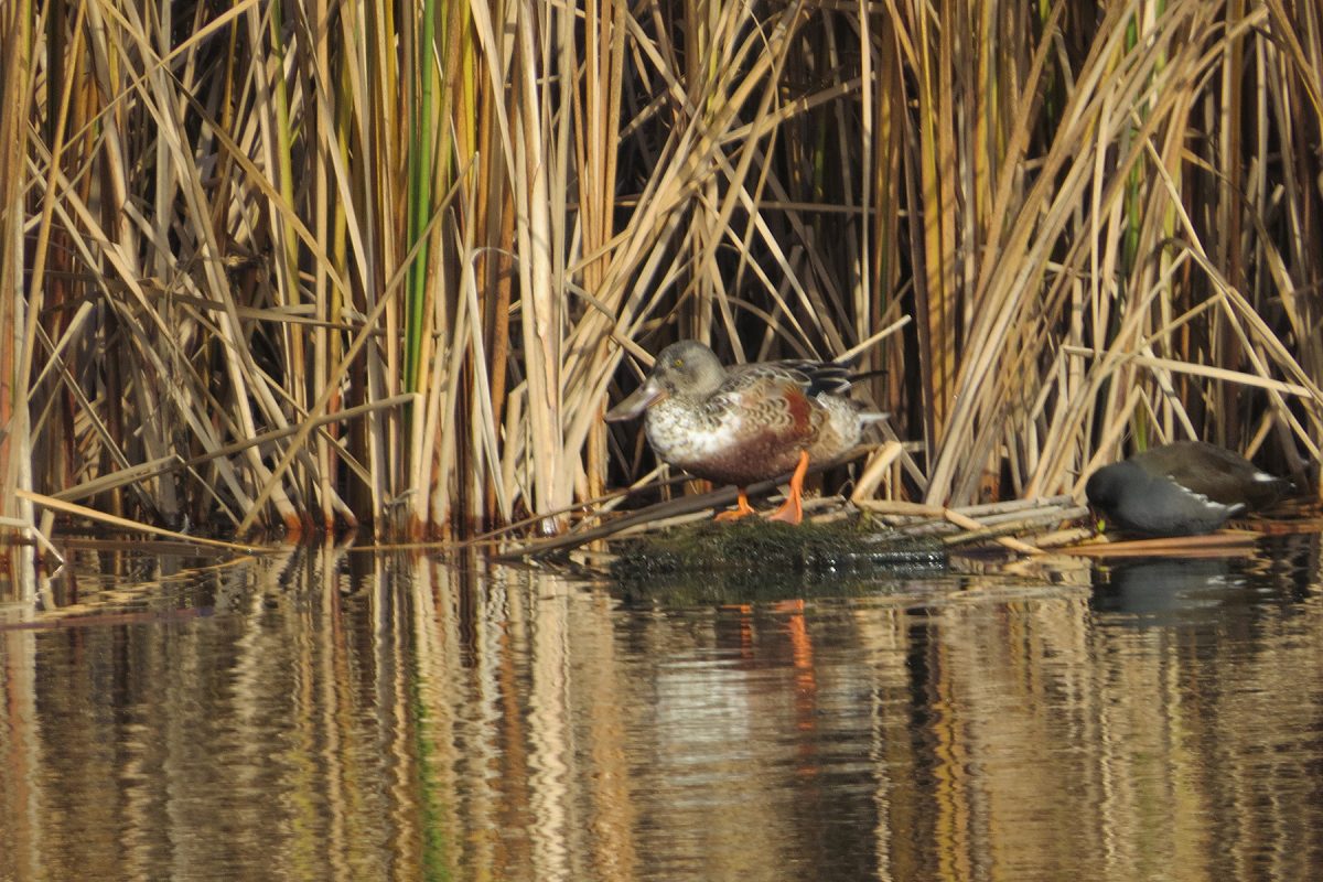 ハシビロガモ雄