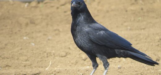 ハシボソガラスメイン