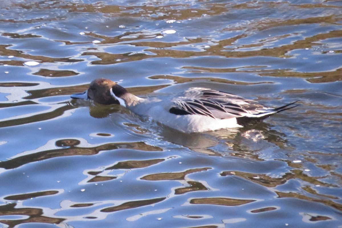 オナガガモ水面をハムハム