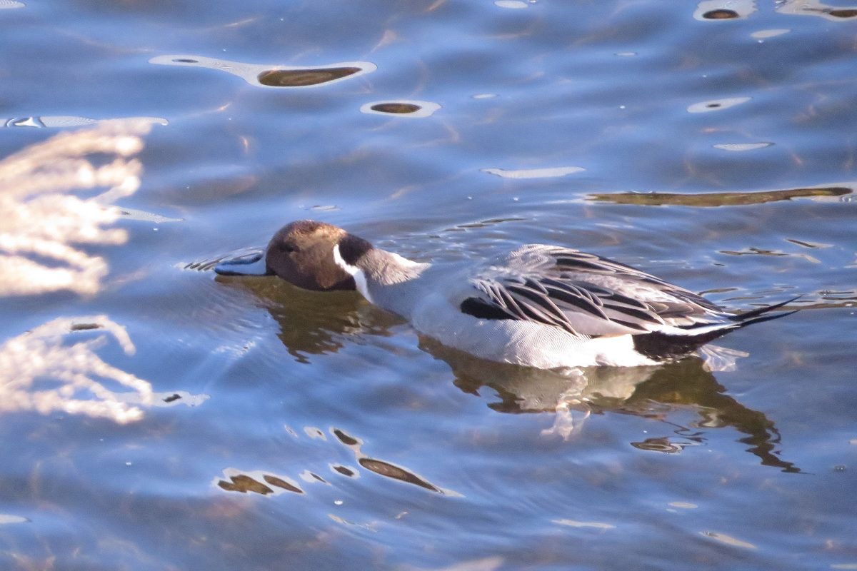 オナガガモ水面をハムハム