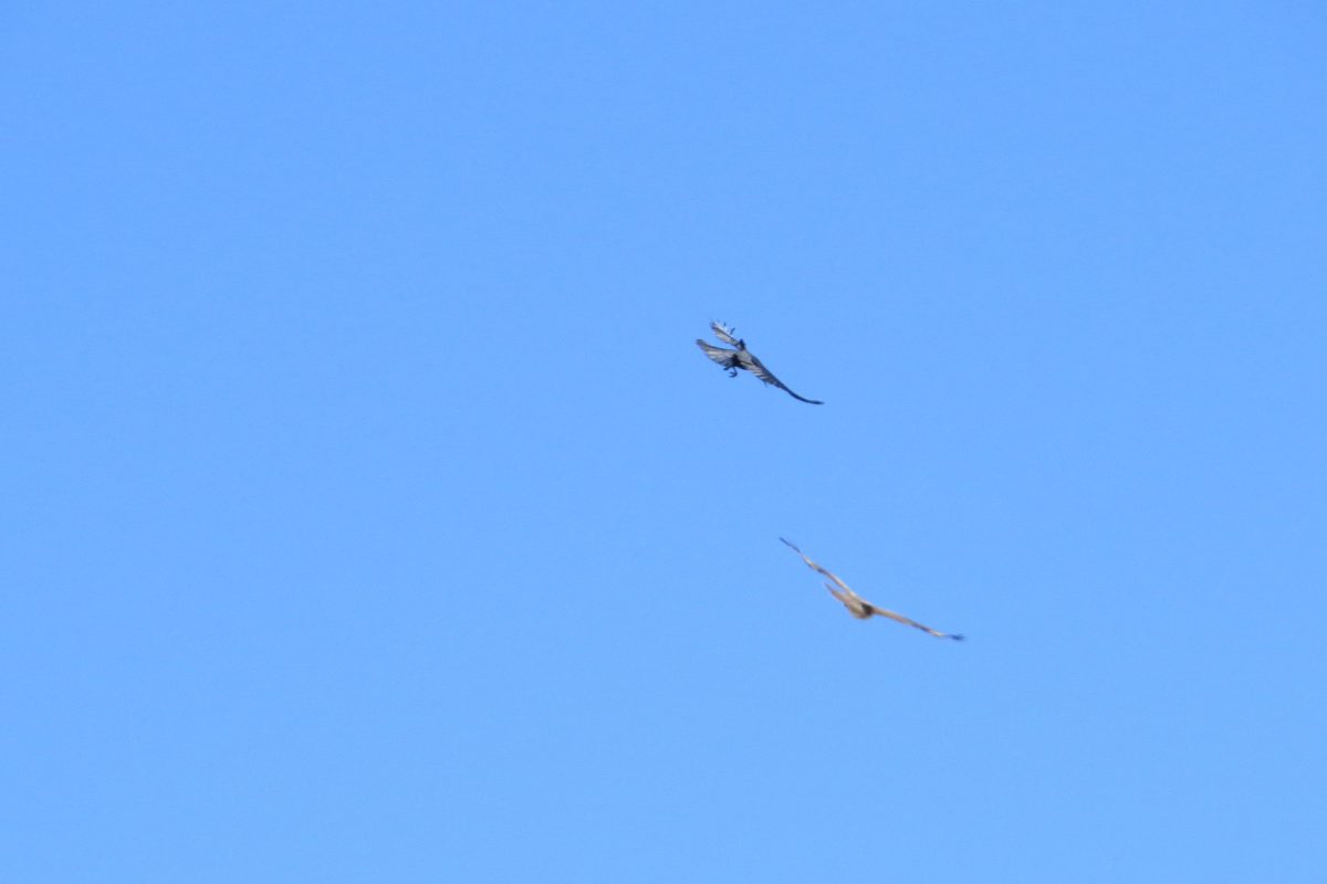 ノスリとカラス