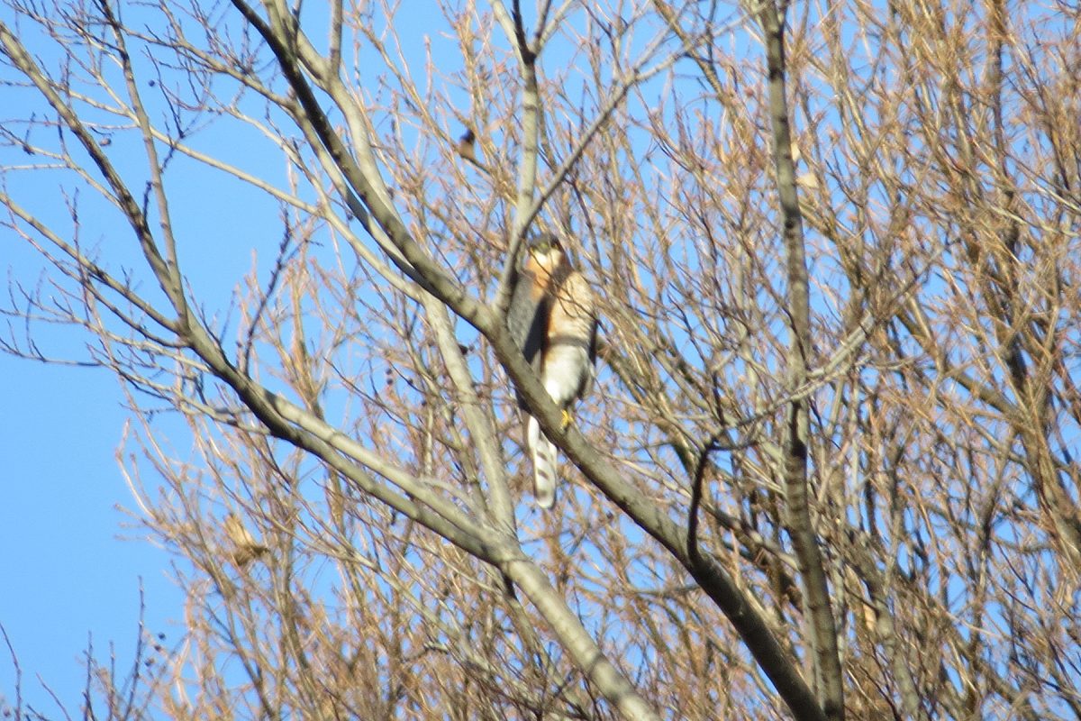 ハイタカこっち見る