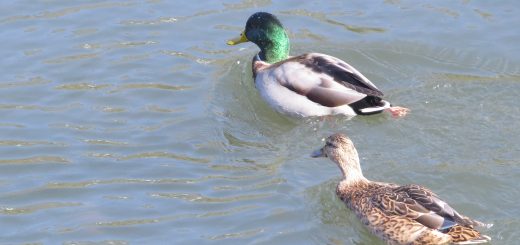 マガモ雌雄
