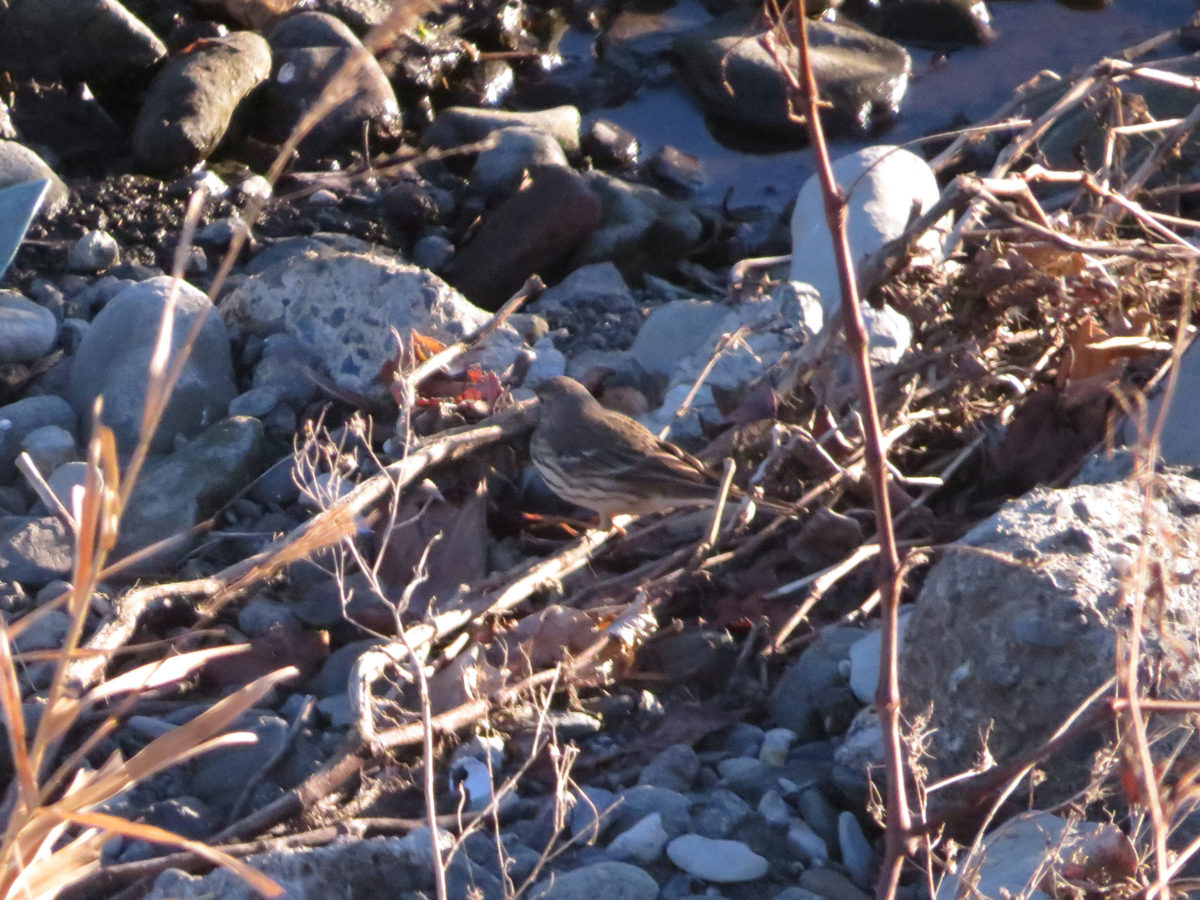 タヒバリ別個体