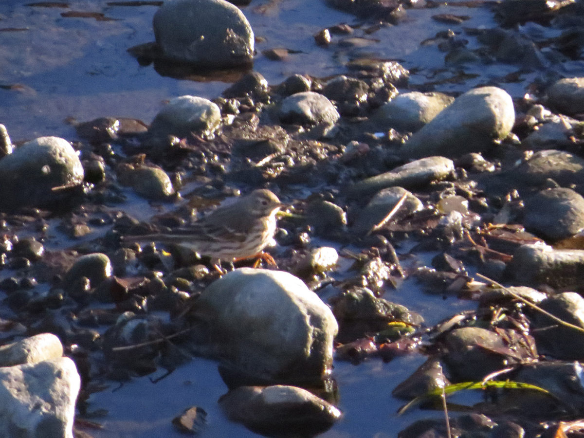 タヒバリ別個体