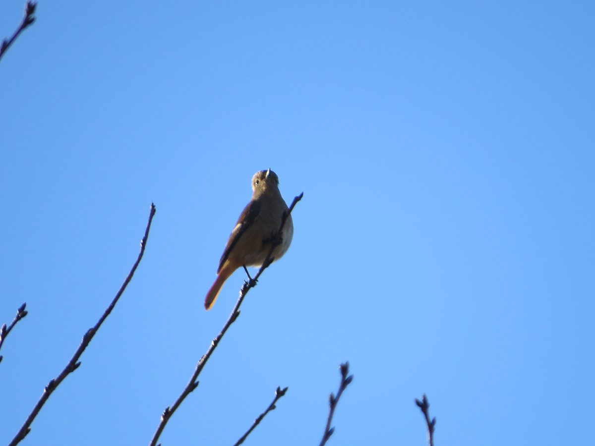 ジョウビタキ別個体