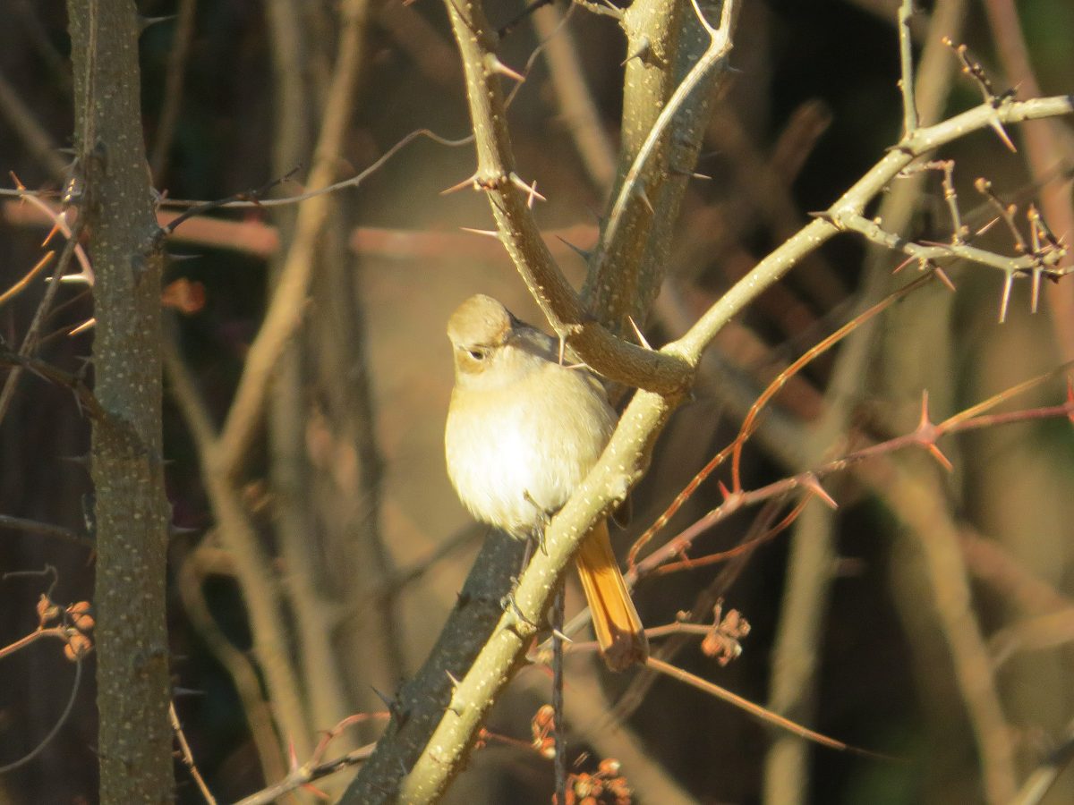 ジョウビタキ雌