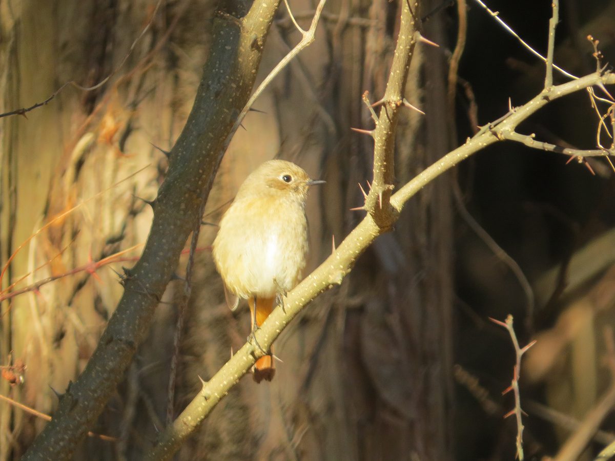 ジョウビタキ雌