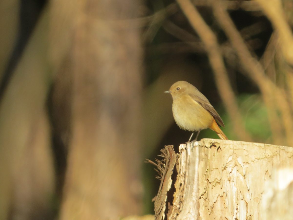 ジョウビタキ雌切り株の上