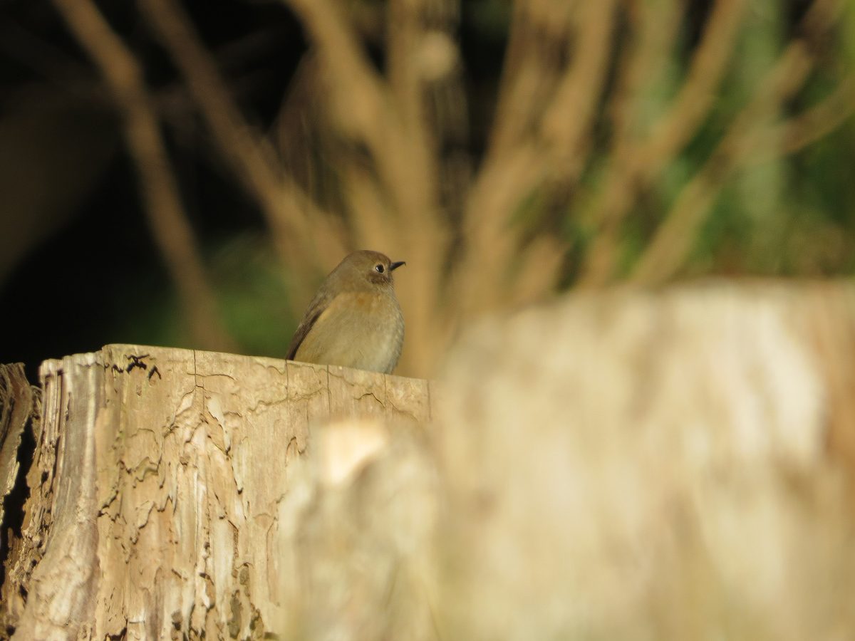 ジョウビタキ雌切り株の上