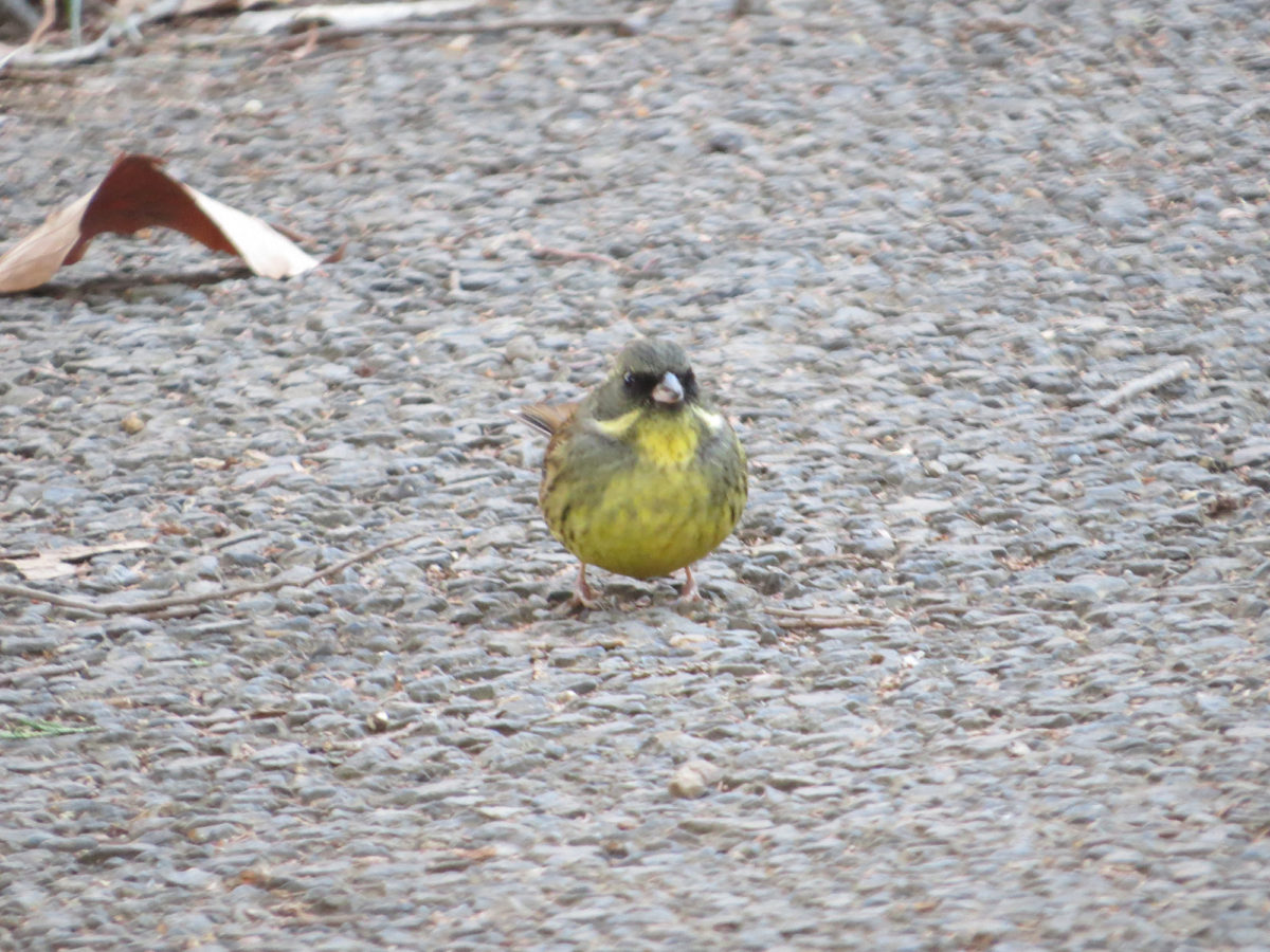 アオジアスファルトの上