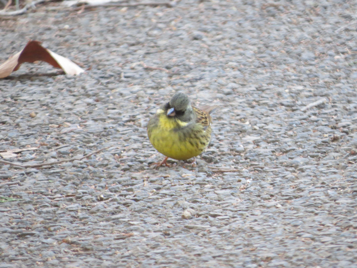 アオジアスファルトの上