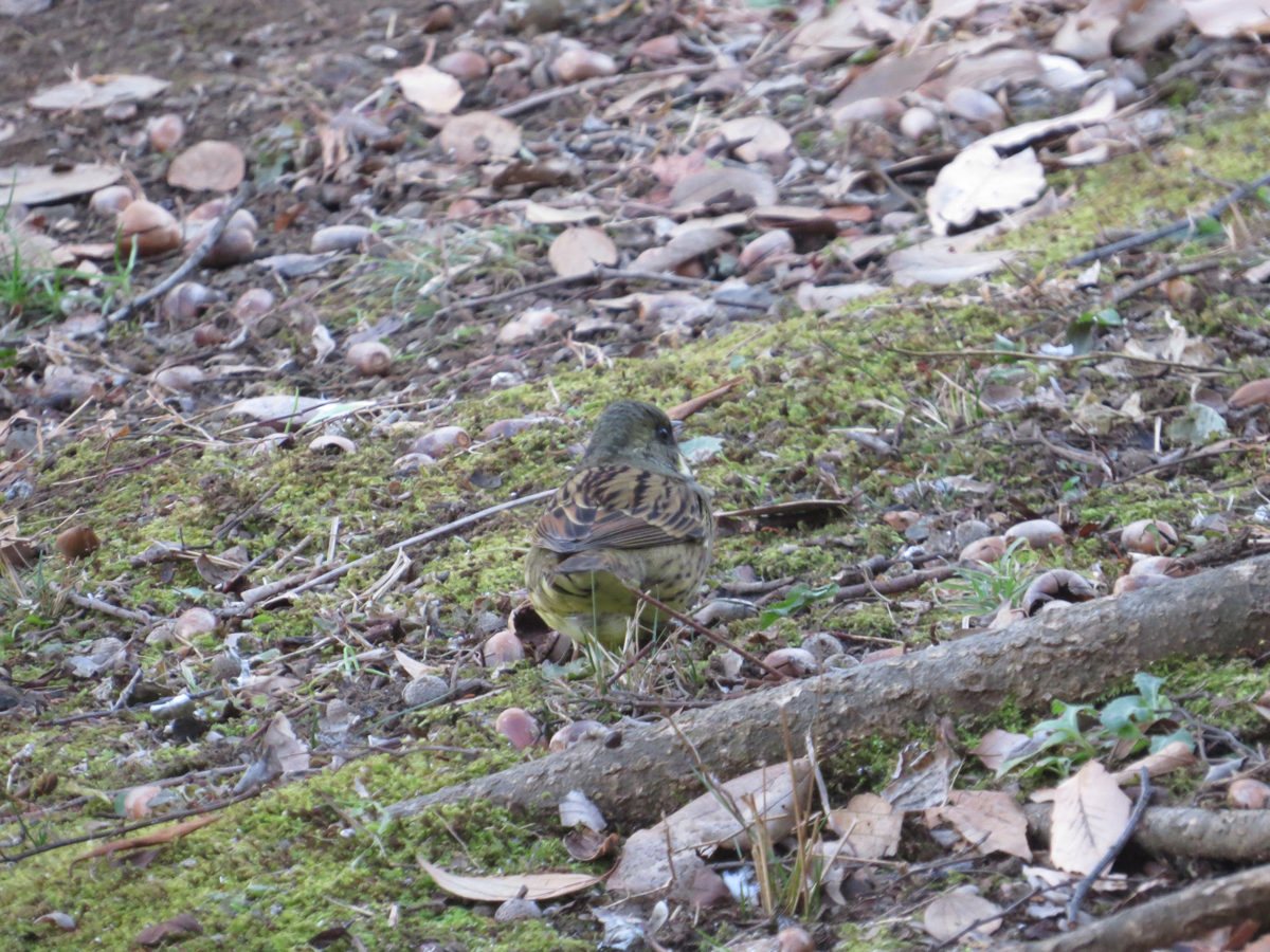 アオジ落ち葉の上