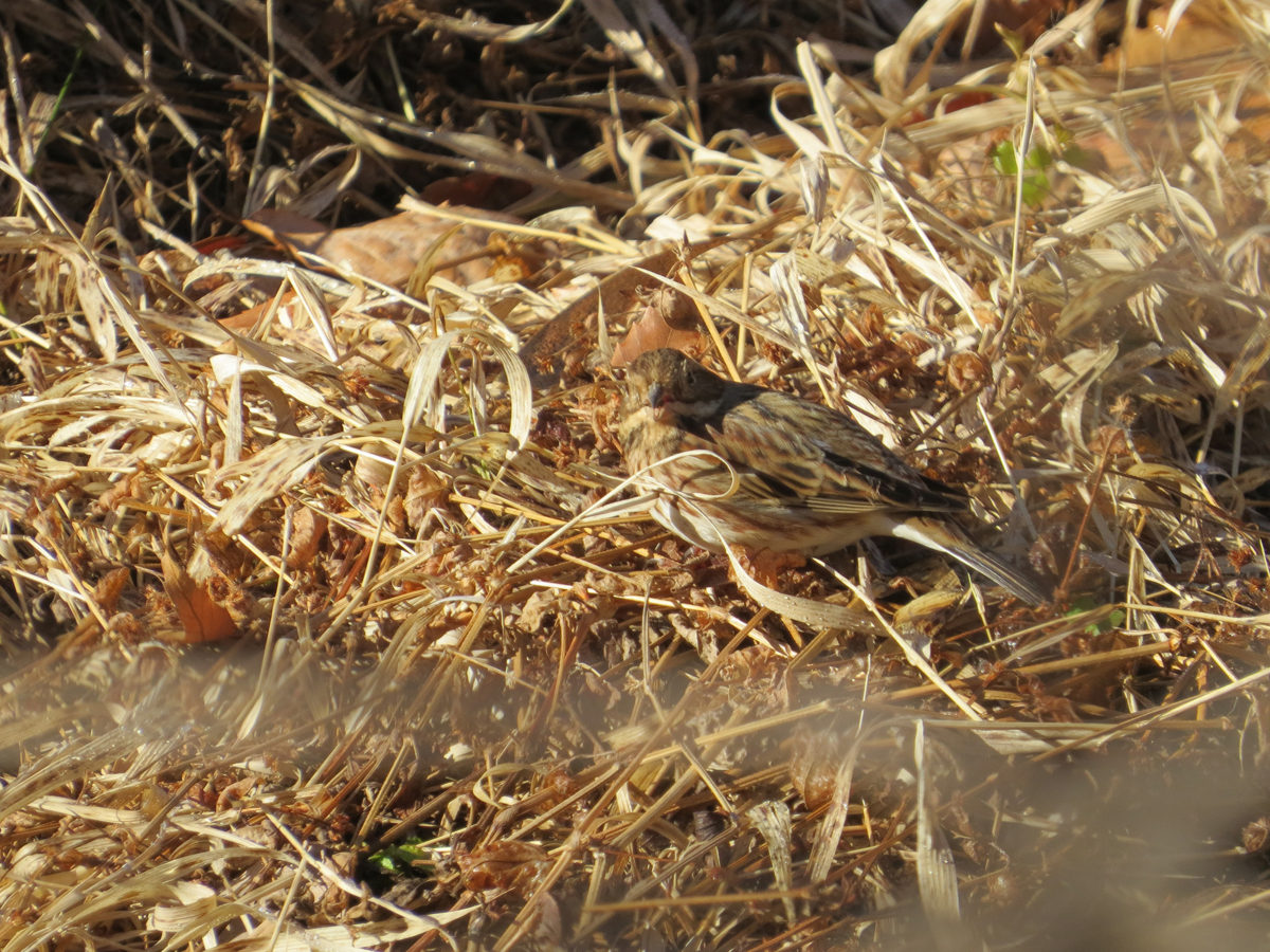 カシラダカこちらを見る