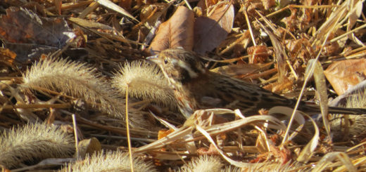 カシラダカ枯れ草をついばむ