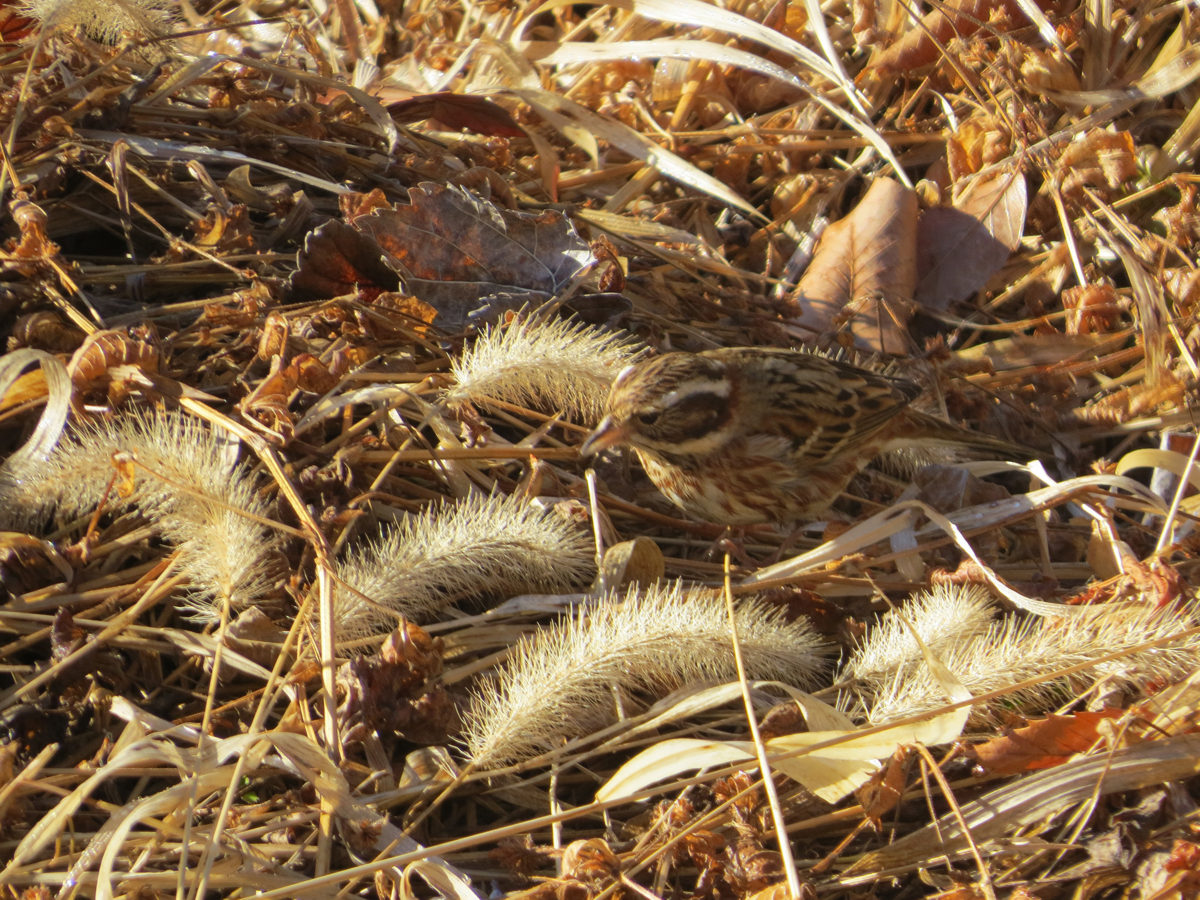 カシラダカ枯れ草をついばむ