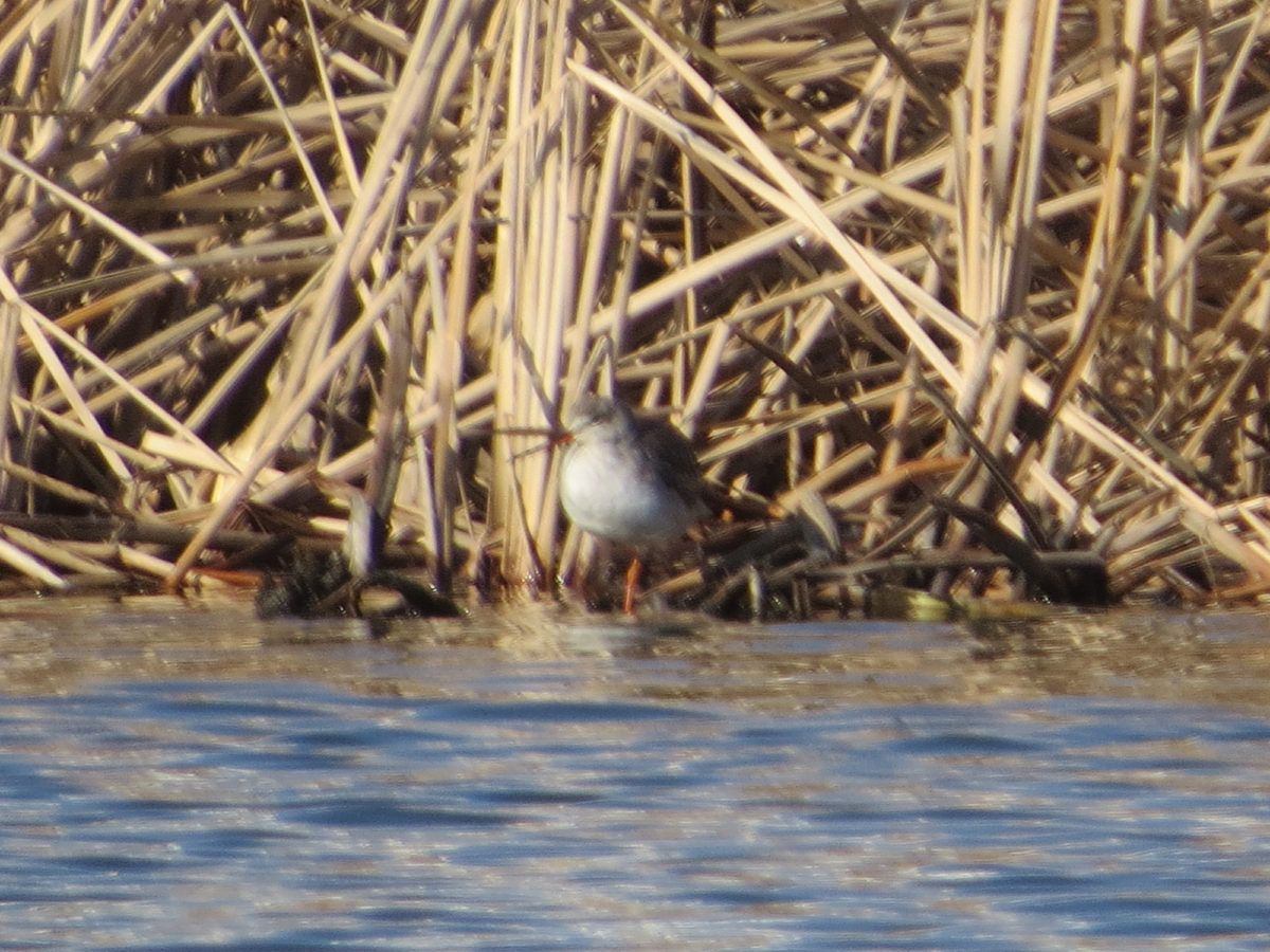 ツルシギ（デジタルズーム）