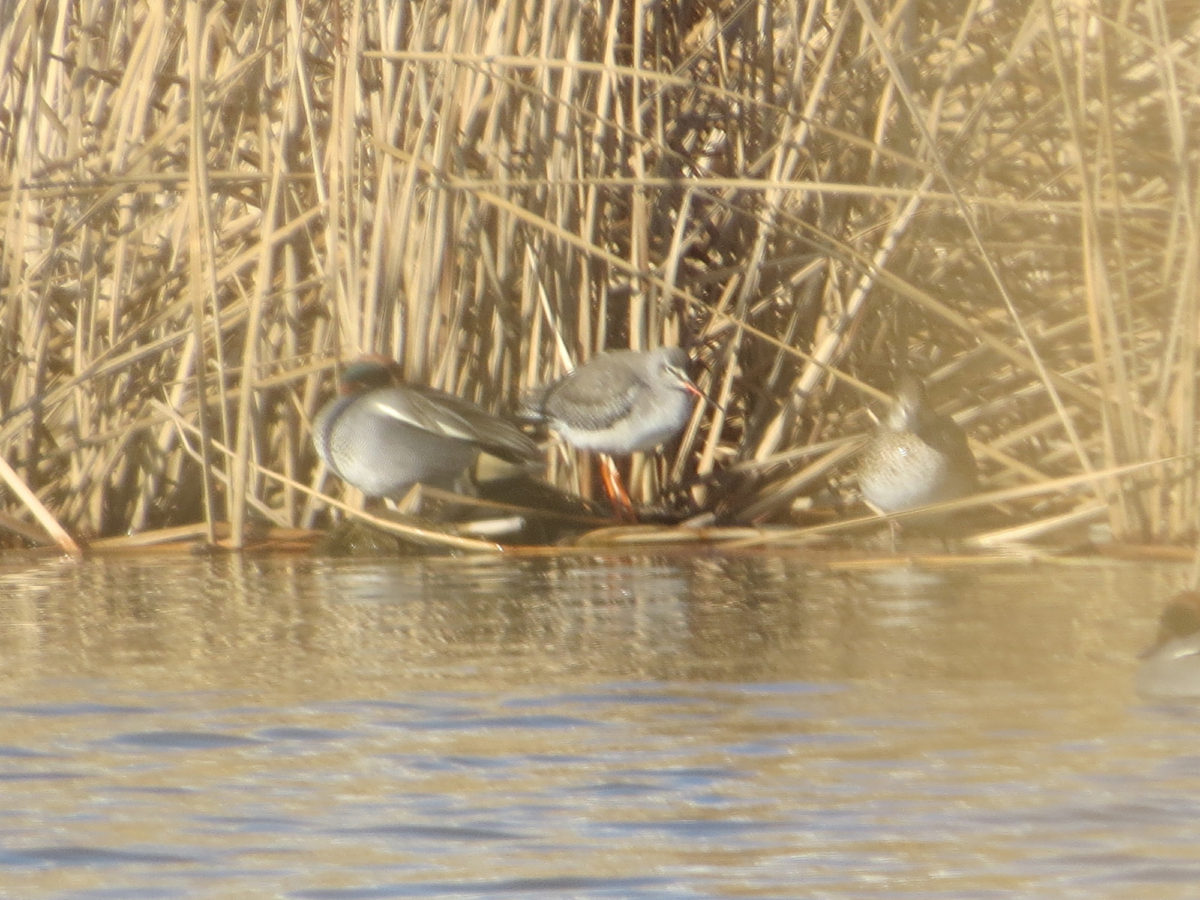 ツルシギとコガモ2羽