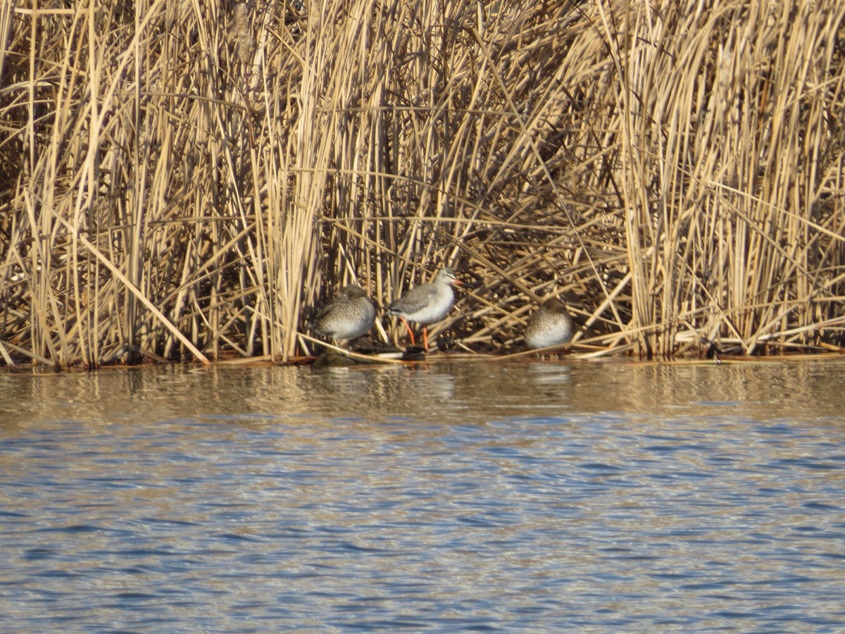 ツルシギとコガモ2羽